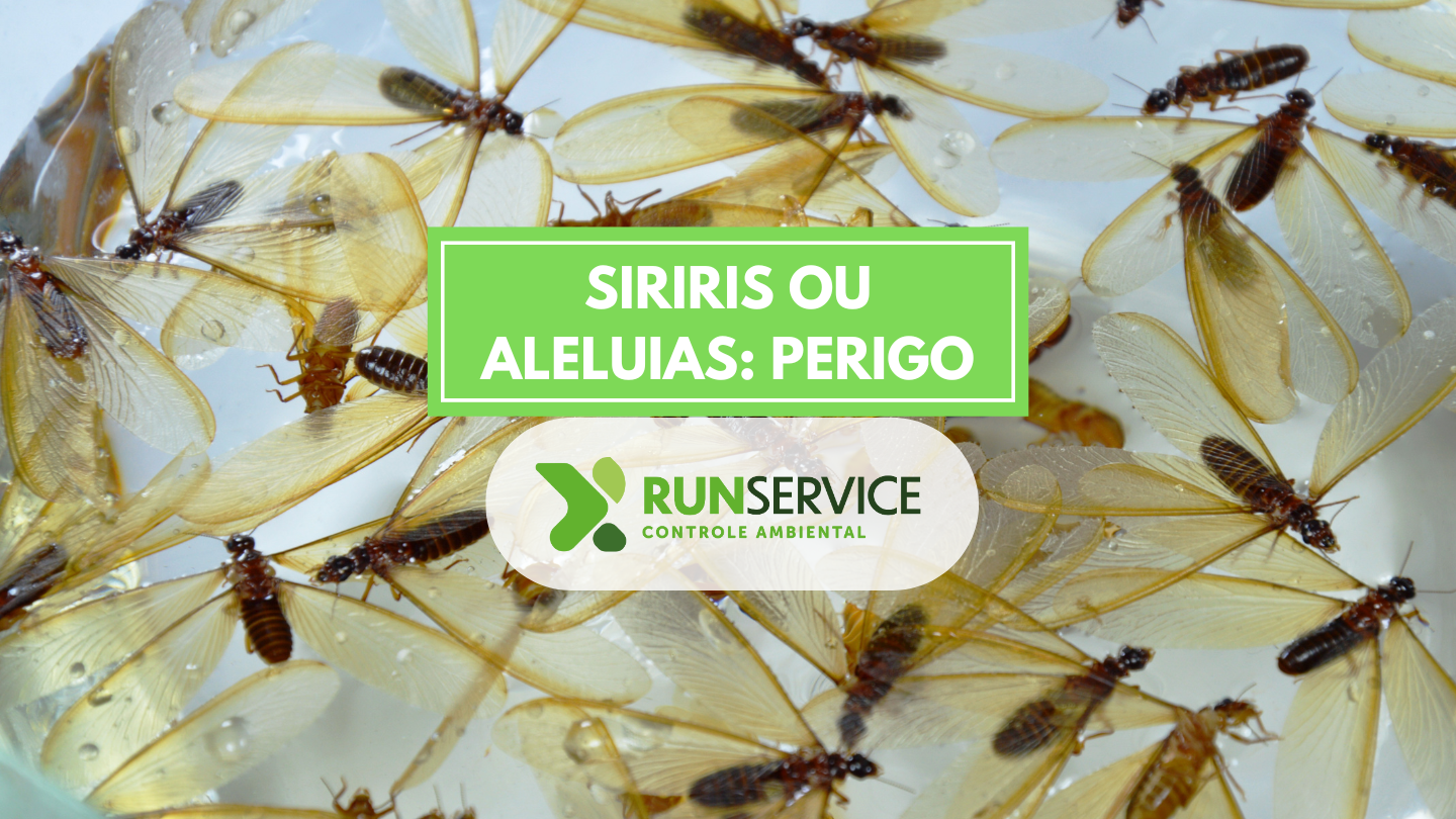 Descupinização contra siriris e aleluias em BH pela Run Service